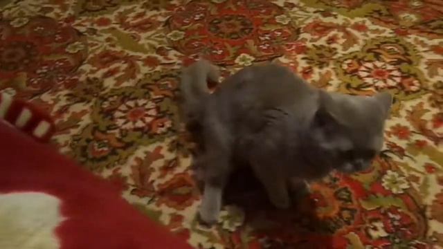 кот который целует камеру смотреть онлайн