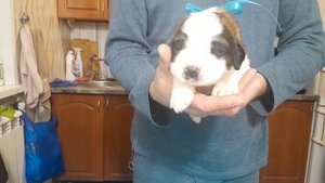 Щенок сенбернара № 4, кобель (13 дней) Щенки сенбернара +79171154106