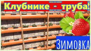 🔴КЛУБНИКА в трубах ПВХ🔴ЗИМОВКА🔴ВЕСНА🔴Выращивание клубники🔴Strawberry garden🔴мир на ладони2020