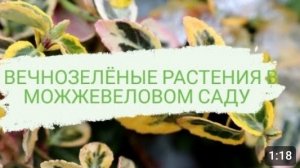 ВЕЧНОЗЕЛЁНЫЕ РАСТЕНИЯ В 🌲МОЖЖЕВЕЛОВОМ САДУ🌲. 1.02.2023 г.