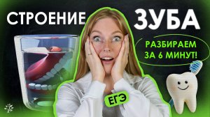 Строение зуба за 6 минут! 🦷  ｜ Биология ЕГЭ ｜ TutorOnline