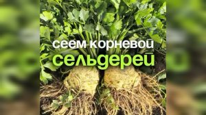 Пора сеять корневой сельдерей🌱