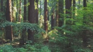 Нежная Музыка, Успокаивающая Нервную Систему И Радующая Душу ✨ Целебная Музыка Для Сердца И Крови