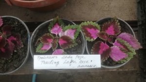 Подарок от  покупателя: колеус ампельный" Love Rose". И на что сподвиг меня данный сюрприз.