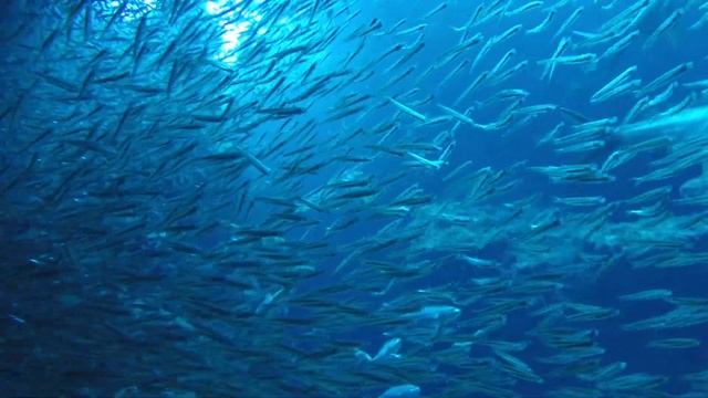 Grand Cayman Diving смотреть онлайн