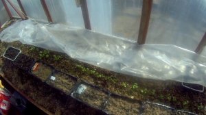 23 04 2018г редис - выращивание и уход на севере.