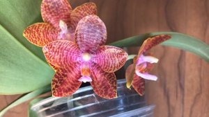 Phalaenopsis LD Giga King '801'
