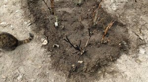 6 апреля 2022 - Теплица после пожара. Новые розы из Светофора и вторая теплица