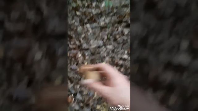 Zber hríbou 20.6.2020 Licince (dolinka) смотреть онлайн