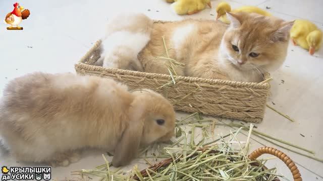 Утята и Цыплята - Кошки и котята - выпуск 87 🥰 Забавные Хвостики да Усики ❣️😍❣️