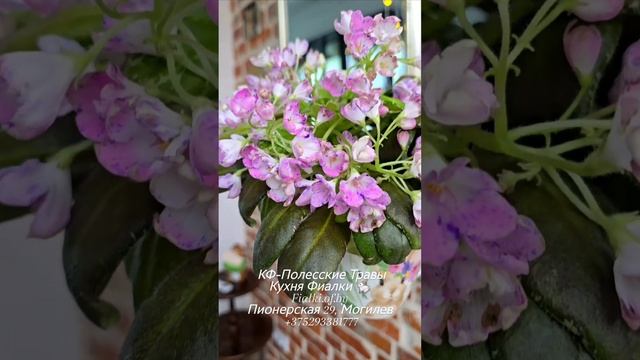 🐇❤️АВ-Корзина Подснежников, КФ-Полесские Травы и новинка селекции МТ-Легенды Осени в нашем обзоре