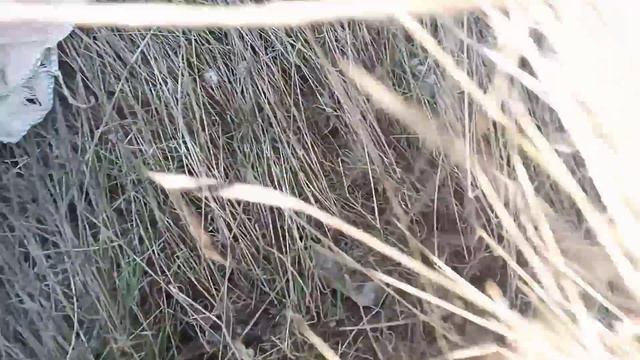 İNEĞİMİZE ALTLIK (KURU OT) смотреть онлайн