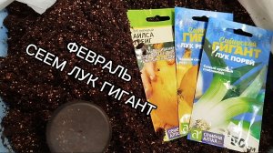 Что посеять в феврале? Сеем лук гигант -салатный