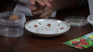 Как вырастить гранат из семян