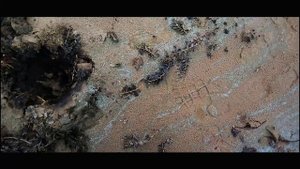 Коп на берегу Волги.