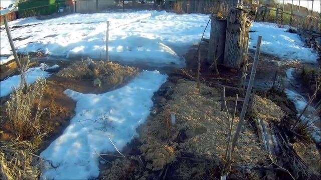 29 04 2018г обзор саженцев и сеянцев .сею цветы