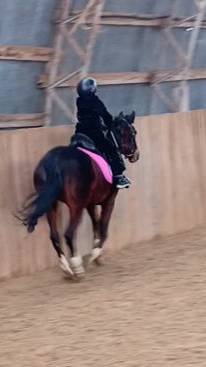 Аврелия и Флейта галоп. Тренер Оксана Новикова,  #horse #equestrian #лошади #pony