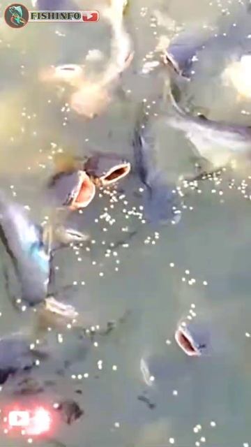 pangas big fish feeding #shorts #fishinfo #fish #bigfish #fishfarming #catfishing #vairal смотреть онлайн
