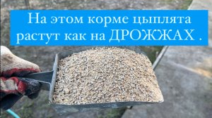 Цыплята растут как на дрожжах. ОТЛИЧНЫЙ КОРМ.