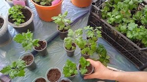 Обрезаю макушки  укоренённых черенков хризантем. Для чего все это?