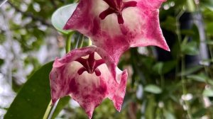 Hoya Kaimuki 凯姆球兰