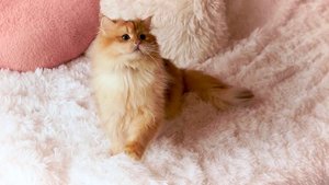 Британская золотая шиншилла
питомник британских кошек
в Нижнем Новгороде