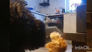 А вы как думаете Падуан (это птица) относится к виду попугая, курицы, голубя или совы?!)