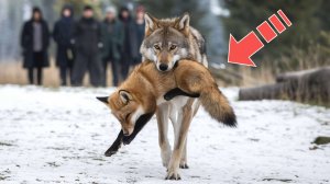 ВОЛК принёс ужасное тело к людям! Что произошло дальше?