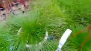 Пройти мимо этого чудесного цветочка невозможно. Милый изолепис.