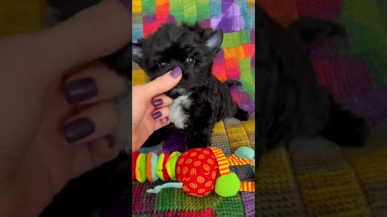 Черный йорк. Мальчик. 2.5 мес. Продажа.