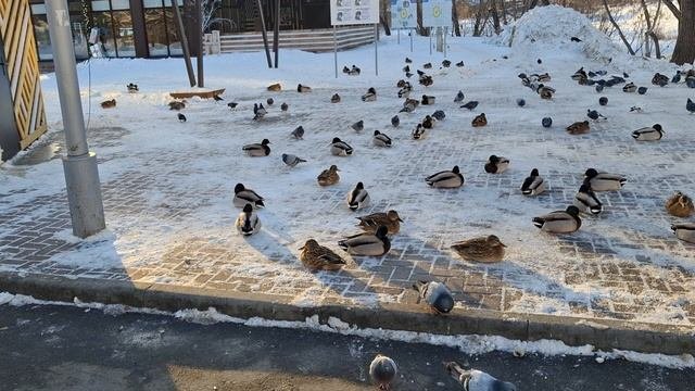 Птичий совет