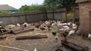 Домашняя птицеферма.