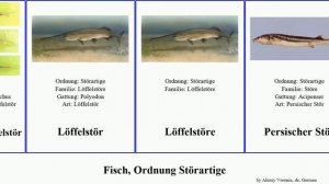 Fisch, Ordnung Störartige fish featuring albus Scaphirhynchus Amu-Darja-Schaufelstör Hausen Mini