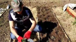 Крым2017 / Байдарская долина / у Алексея на грядках / встреча с Тамиром / юморная концовка/день#5.2