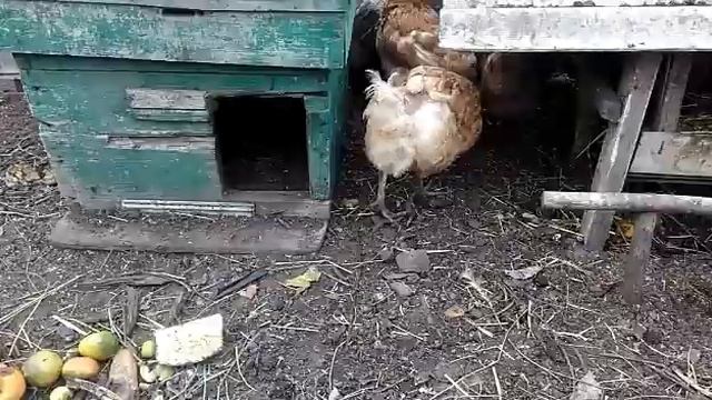 Обзор хозяйства и планы. смотреть онлайн