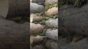 Проект бани из премиальной древесины! Баня из сухостойной сосны Кело, площадью 31 кв.метр.