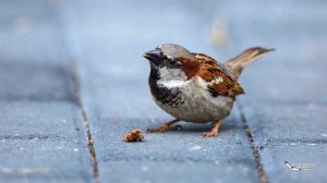 Саша Чёрный  Воробей #стихидлядетей #стихиоживотных #поэтысеребряноговека