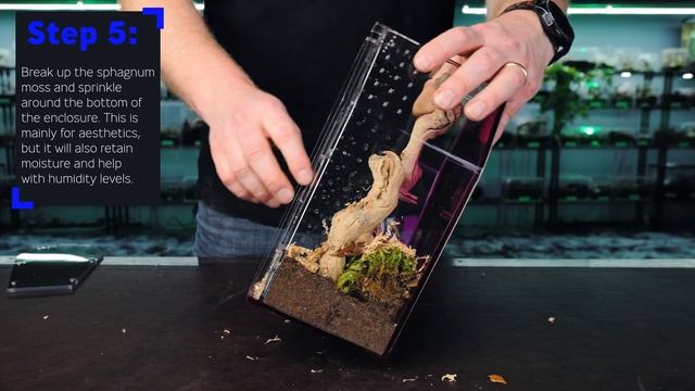 Black Widow Enclosure Set Up and Rehouse| How to set up Black Widow Enclosure| Coffin Crib смотреть онлайн