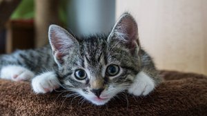 Сколько лет твоей кошке по человеческим меркам?