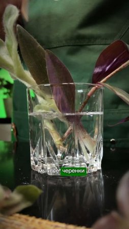 Покупать или не покупать растения на маркетплейсах #комнатныерастения #цветы #растения #дача #огород