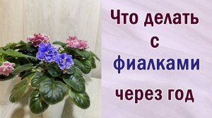 Что делать с фиалками через год. Тестируем. Брак у фиалок (сенполий). Избавляемся. Отбор лучших.