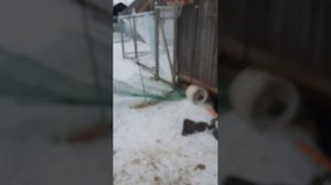 Обзор на огород-скоро будет обзор на пилод самое мою первою видео!!!)