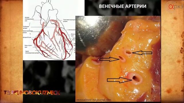 Алексей Решетун: Влияние курения табака на организм человека (18+)