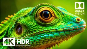 DOLBY VISION™ 4K HDR 60 кадров в секунду | Погрузитесь в идеальную визуальную реальность