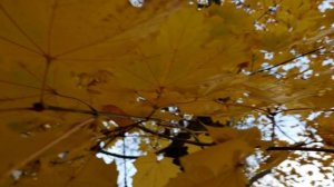 Осень в Подольске