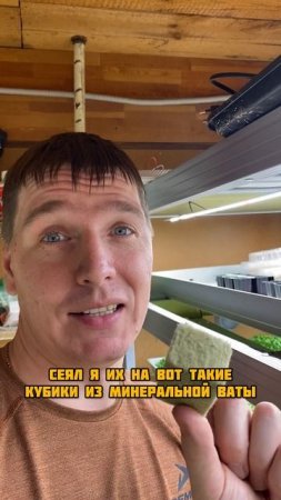 Петунии