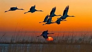 ЖУРАВЛИ        ПЕСНЯ ВЛАДИМИРА  ВИНОГРАДОВА  СТИХИ  Н. РУБЦОВА