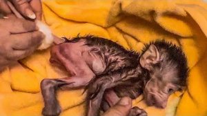 Мама с папой купают и пытаются накормить малышку Анфису!