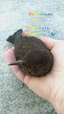 Уютный отдых чёрного дрозда🐦и🐈не боится