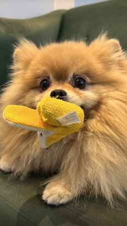 Когда Бася играет, она играет всеми игрушками сразу!